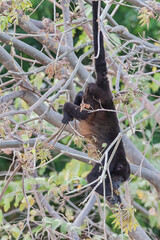 howler monkey hanging in tree by tail
