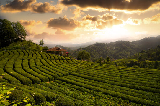 Tea field in Haremtepe or Ceceva Village at sunrise time. Rize tea plantations. Traditional tea gardens of &Ccedil;ayeli district of Rize city. Turkey