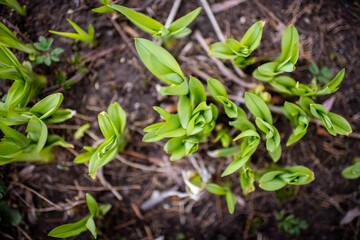 Green spring buds growing in ground