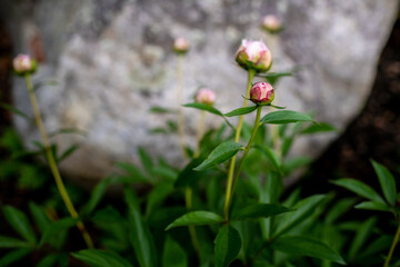 Peony buds next to rock
