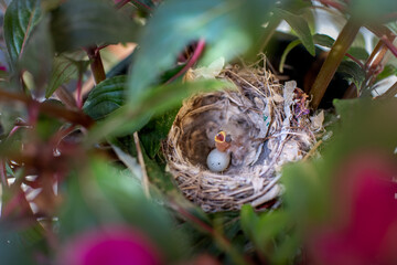 baby bird waiting for food in nest