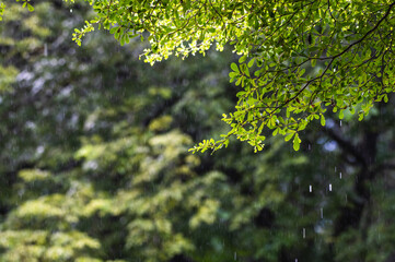 raining shower drop on leaf tree, close up of rainfall in jungle,Heavy Rain Falling on Tree Leaves in forest. droplets fixed on green leaves, Raining day in tropical forest. Raindrop in deep jungle.