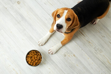The beagle dog is lying on the floor and looking at a bowl of dry food. Waiting for feeding. Top...