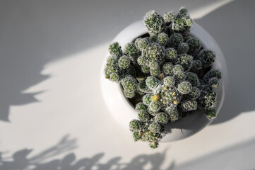 There is a cactus in a pot on the white windowsill. The succulent blooms with yellow flowers, and there are also buds. Daylight shining from the window shines on the plant and creates shadows
