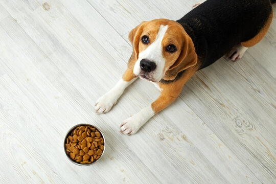 The Beagle Dog Is Lying On The Floor And Looking At A Bowl Of Dry Food. Waiting For Feeding. Top View.