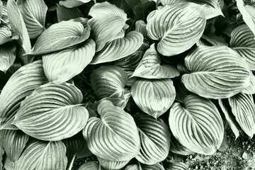 Hosta is a genus of perennial herbaceous plants in the family Asparagus formerly included in the...