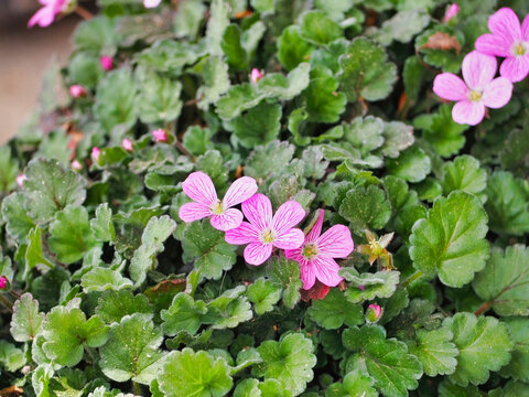 a close up of pink flowers and green leaves