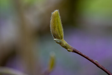 bud of a magnolia with a blurred green background