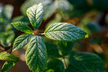 close up of green leaves