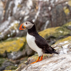 A Close up of a Puffin Bird