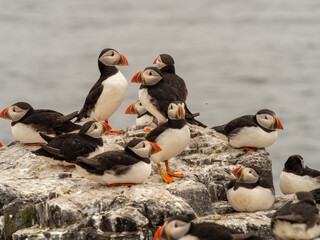 Fototapeta premium A Group of Puffin Bird