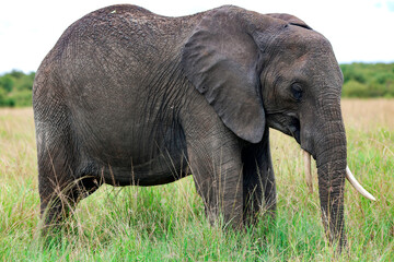 Fototapeta na wymiar Big African bush elephant (Loxodonta africana) grazing in the savannah in Tarangire National Park, Tanzania. 