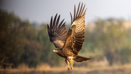 Black-eared Kite