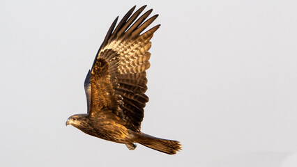 Black-eared Kite