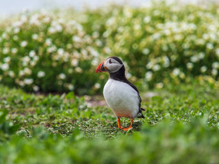 Puffin Bird Standing in Grass