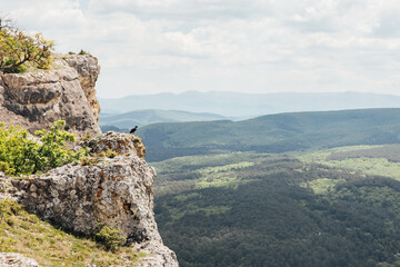 Fototapeta na wymiar a crow sits on a rock in nature on a hike
