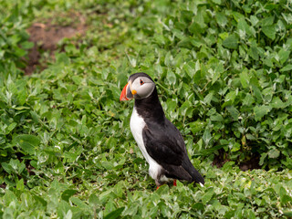 Puffin Bird Standing in Grass