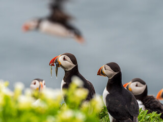 Puffin Birds with Sand Eels