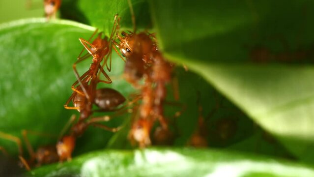 Red ants build their nests by using their mouths to pull the leaves together