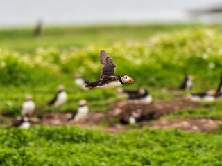 Puffin Bird Flying in the Farnes