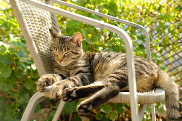 beautiful striped cat whiskas color lies in cozy wicker chair in sunny garden, basks in sun, midges...