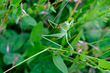 green insect from order Orthoptera, grasshopper, Caelifera, filly sits among thick grass, mimicry in natural environment, concept of damage to agriculture from locusts, save nature