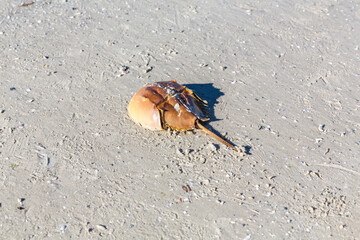 Schale von einem Pfeilschwanzkrebs, (Limulidae),  Fort Myers, Florida, USA, Nordamerika