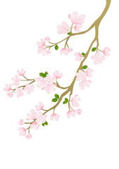 Naklejka na ściany i meble Cherry blossom branch vector for design