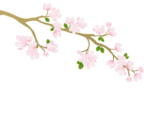Obraz na płótnie Canvas Pink cherry blossom vector design for card and background