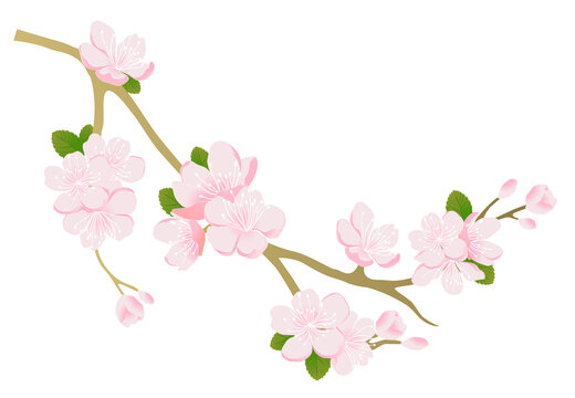 Branch of cherry blossom bloom vector design for background