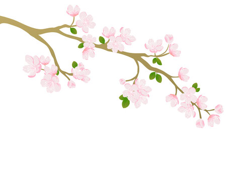Pink cherry blossom vector design for card and background