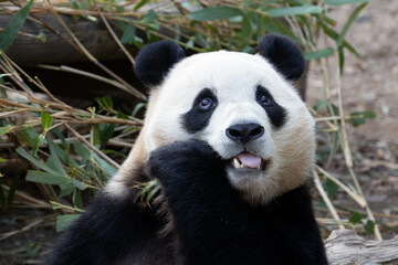 Fototapeta na wymiar Funny Pose of a little Panda, Fu Bao , Close up Cute Fluffy Panda in South Korea