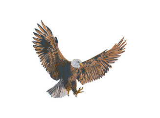 flying eagle illustration vector