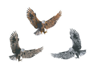 flying eagle in various color, falconry logo template, hawk hunter
