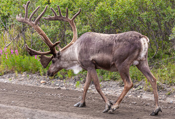 Denali Park, Alaska, USA - July 25, 2011: Closeup of wandering light-brown and white giant Yukon moose with green bushes as backdrop