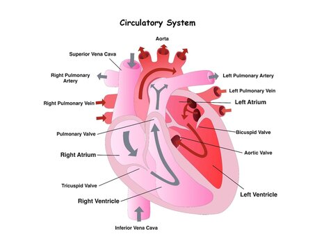 Diagram of human heart anatomy for biology study