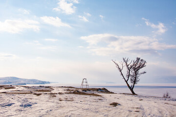 Trees on Olkhon Island near Shamanka, Baikal, Russia