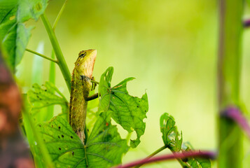 Photo of Garden Lizard standing in greenery.