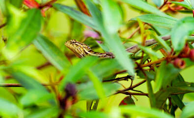 Photo of a Garden Lizard in the bushes.
