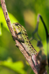 Photo of a Garden Lizard perched on a tree trunk.