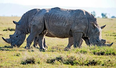 Obraz premium White Rhinos grazing in Kenya