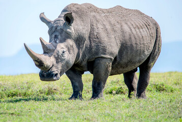 Obraz premium White Rhinos grazing in Kenya