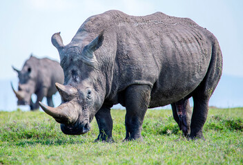 Fototapeta premium White Rhinos grazing in Kenya