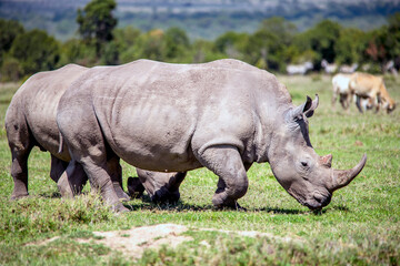 Obraz premium White Rhinos grazing in Kenya
