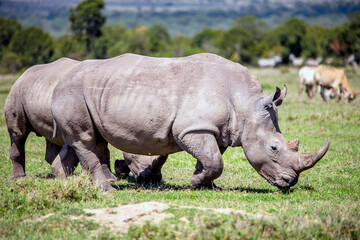 White Rhinos grazing in Kenya