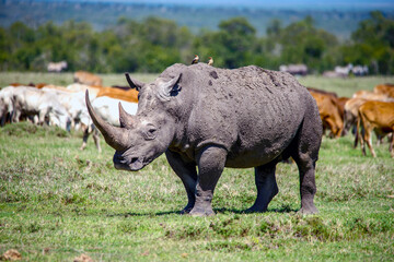 Fototapeta premium White Rhinos grazing in Kenya