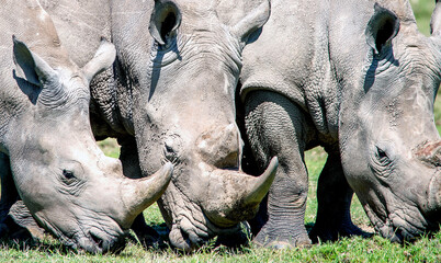 Obraz premium White Rhinos grazing in Kenya