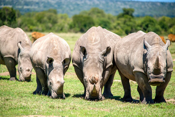 White Rhinos grazing in Kenya