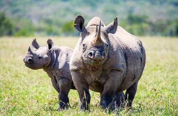 Fototapeta premium Black Rhino with young in Kenya