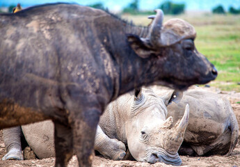 Obraz premium White Rhinos sleeping in Kenya